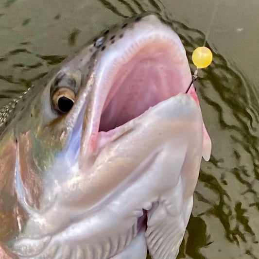 Bead fishing for steelhead