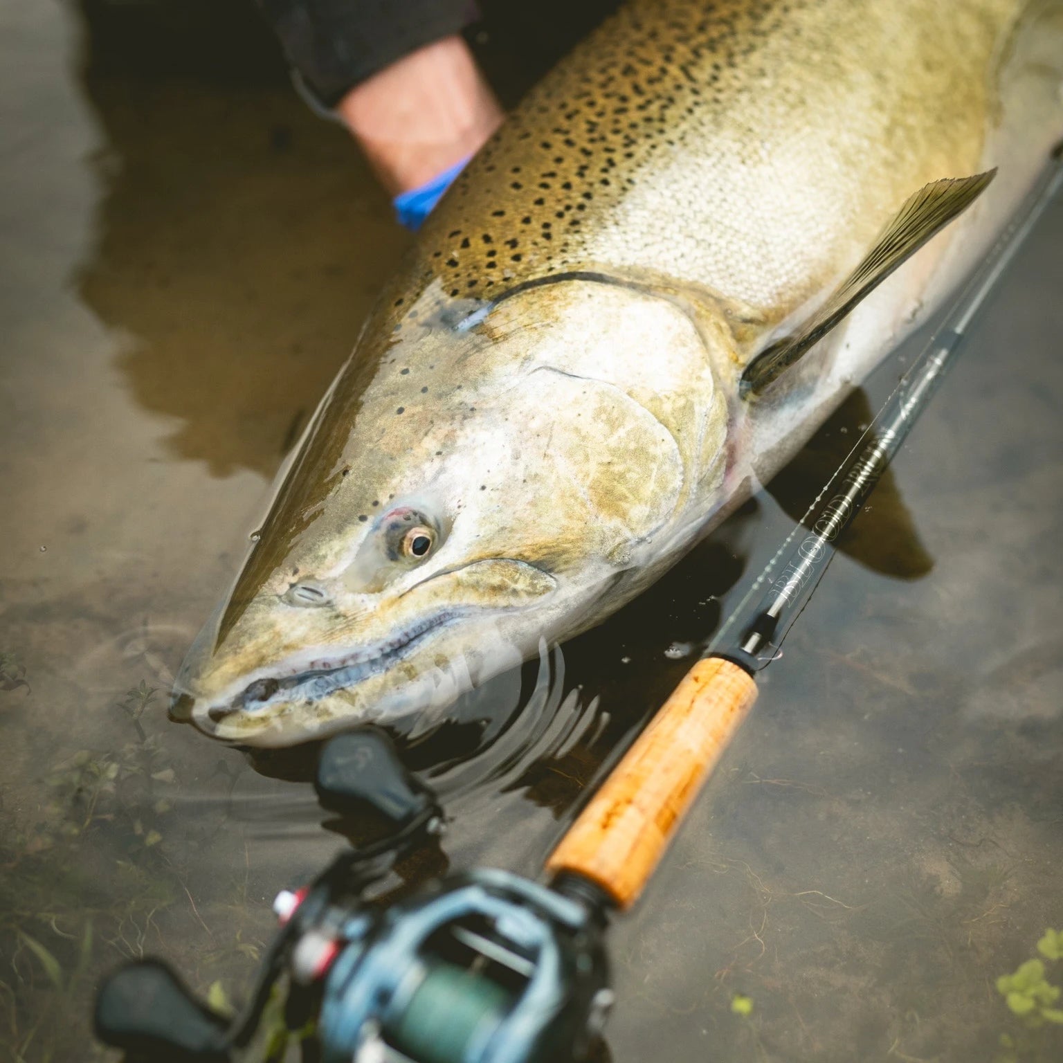 Baitcaster Best Steelhead Float Rod KastKing Krome Salmon