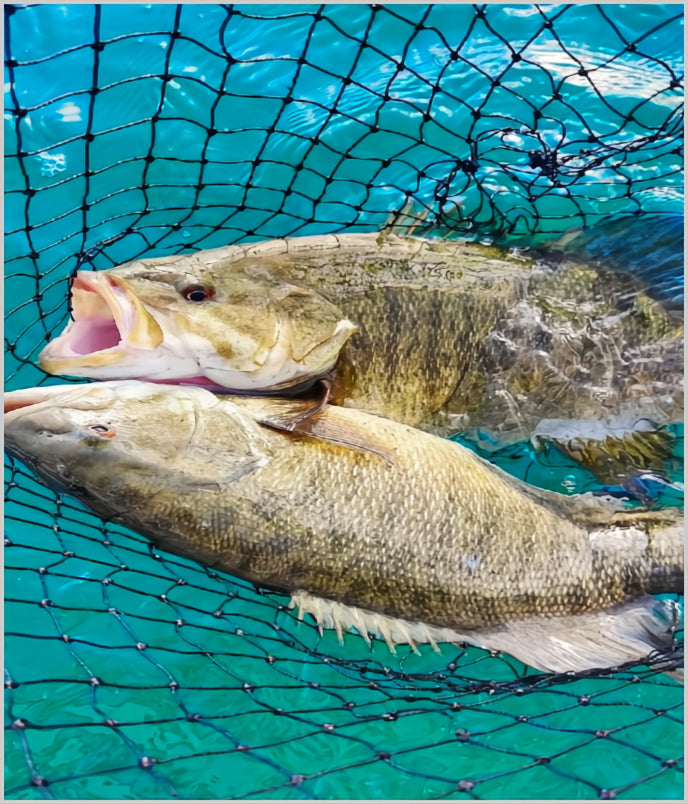 athrow back fel hooked fish Tail Out Bead Fishing Hooks for Steelhead Salmon and Trout Blood Run – Blood Run Fishing